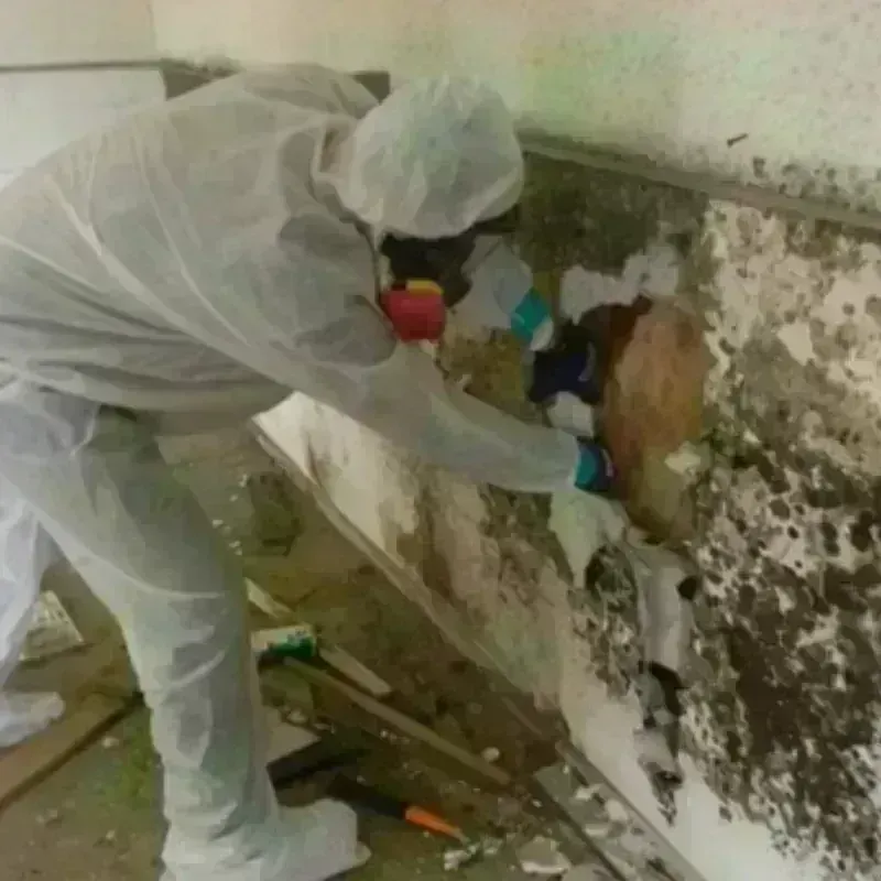 Mold Remediation and Removal in Cambridge Springs, PA